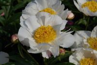 Rene Koot, foto gemaakt in Peony Showgarden