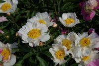 Rene Koot, foto gemaakt in Peony Showgarden