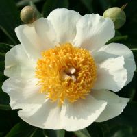 Warmerdam Paeonia