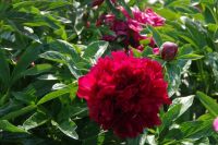 Rene Koot, foto gemaakt in Peony Showgarden