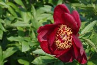 Rene Koot, foto gemaakt in Peony Showgarden