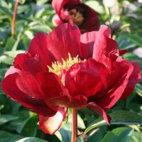 Warmerdam Paeonia