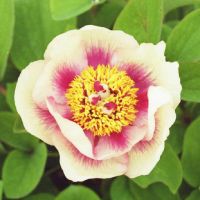 Warmerdam Paeonia