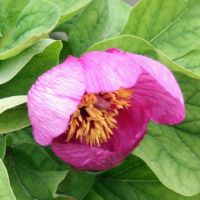 Warmerdam Paeonia