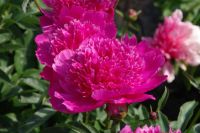 Rene Koot, foto gemaakt in Peony Showgarden