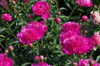 Rene Koot, foto gemaakt in Peony Showgarden