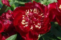 Rene Koot, foto gemaakt in Peony Showgarden