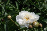 Rene Koot, foto gemaakt in Peony Showgarden