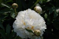 Rene Koot, foto gemaakt in Peony Showgarden