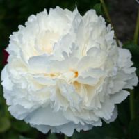 Warmerdam Paeonia