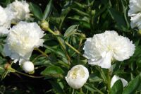 Rene Koot, foto gemaakt in Peony Showgarden