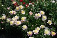 Rene Koot, foto gemaakt in Peony Showgarden