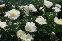 Rene Koot, foto gemaakt in Peony Showgarden