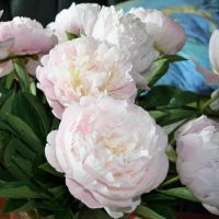 Warmerdam Paeonia