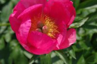 Rene Koot, foto gemaakt in Peony Showgarden