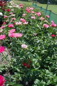 Rene Koot, foto gemaakt in Peony Showgarden