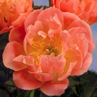 Warmerdam Paeonia