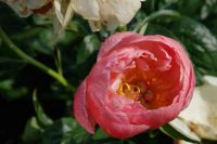 Rene Koot, foto gemaakt in Peony Showgarden