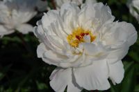 Rene Koot, foto gemaakt in Peony Showgarden