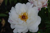 Rene Koot, foto gemaakt in Peony Showgarden