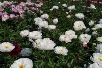 Rene Koot, foto gemaakt in Peony Showgarden