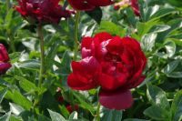 Rene Koot, foto gemaakt in Peony Showgarden