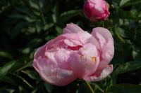 Rene Koot, foto gemaakt in Peony Showgarden