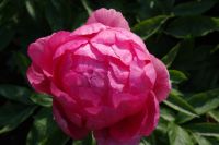 Rene Koot, foto gemaakt in Peony Showgarden