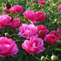 Warmerdam Paeonia