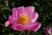 Rene Koot, foto gemaakt in Peony Showgarden