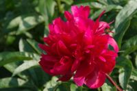 Rene Koot, foto gemaakt in Peony Showgarden