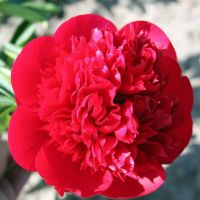 Warmerdam Paeonia