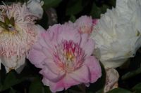 Rene Koot, foto gemaakt in Peony Showgarden