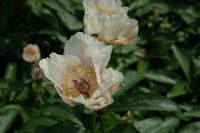 Rene Koot, foto gemaakt in Peony Showgarden