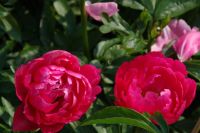 Rene Koot, foto gemaakt in Peony Showgarden