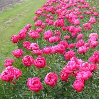 Warmerdam Paeonia