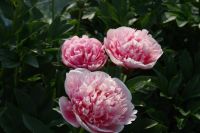 Rene Koot, foto gemaakt in Peony Showgarden