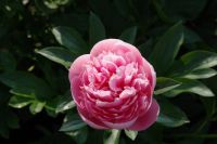 Rene Koot, foto gemaakt in Peony Showgarden