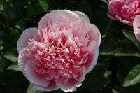 Rene Koot, foto gemaakt in Peony Showgarden