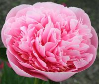 Warmerdam Paeonia