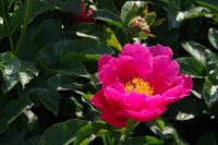 Rene Koot, foto gemaakt in Peony Showgarden