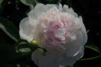 Rene Koot, foto gemaakt in Peony Showgarden