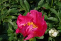 Rene Koot, foto gemaakt in Peony Showgarden