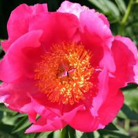 Warmerdam Paeonia