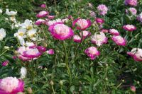 Rene Koot, foto gemaakt in Peony Showgarden