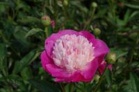 Rene Koot, foto gemaakt in Peony Showgarden