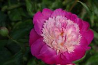 Rene Koot, foto gemaakt in Peony Showgarden