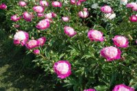 Rene Koot, foto gemaakt in Peony Showgarden