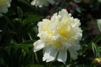 Rene Koot, foto gemaakt in Peony Showgarden