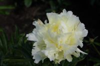 Rene Koot, foto gemaakt in Peony Showgarden